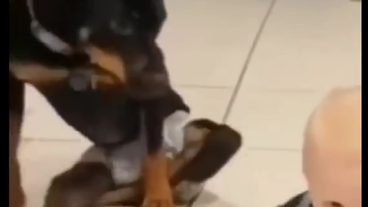 Funny animals videos