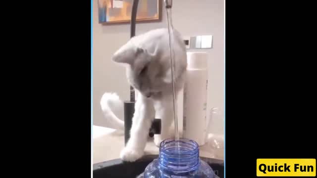 Dogs and Cats Very Funny Videos