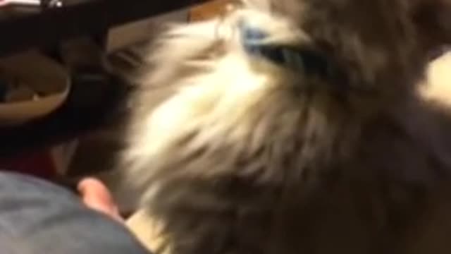 This cute cat is actually broken