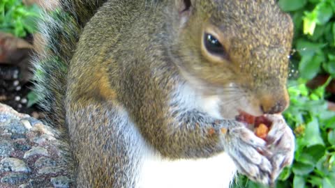 Eating squirrel in jungle