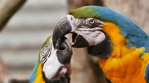 Amazing Parrot Couple Talking and Kissing!