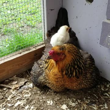 Adorable Baby Chickens Cuddle With Mom For Warmth