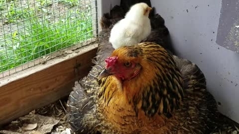 Adorable Baby Chickens Cuddle With Mom For Warmth