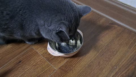 Cat eat a lot.