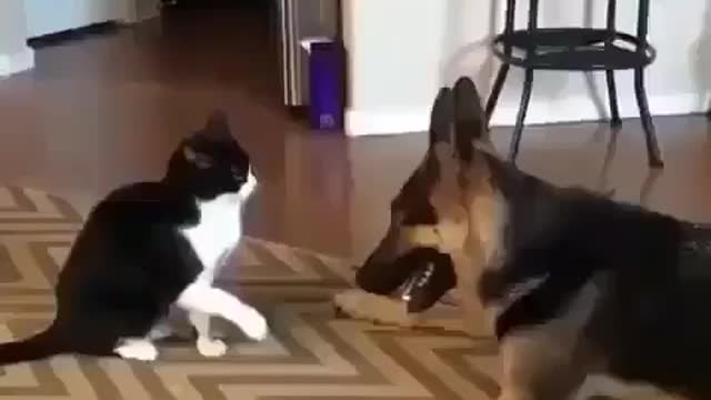 No Fight Only Love