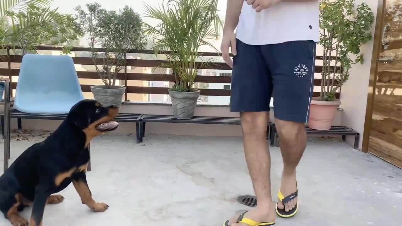 How to train your dog