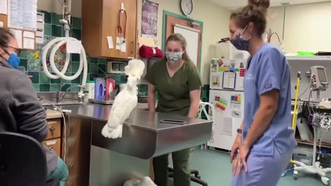 Cockatoo Dancing with Vet Hospital Staff