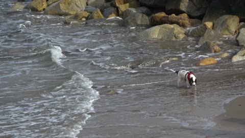 The little cute puppy is happily playing with the waves of the ocean