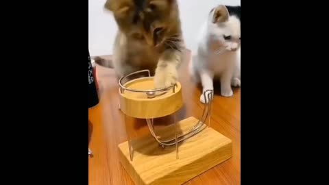 Cute cats funny video