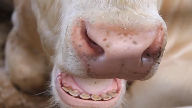 cow on livestock farm eoeglsn