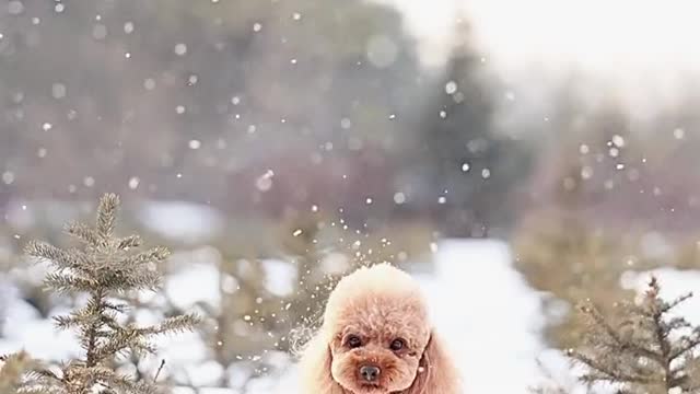 The dog dog play with snow