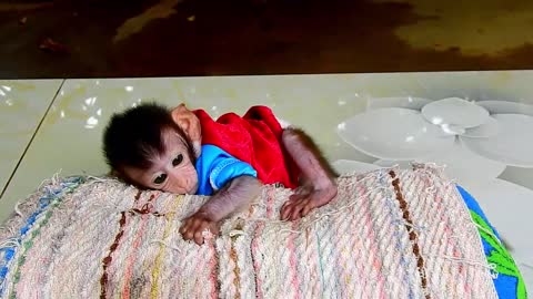 Cute Baby Monkey Routine