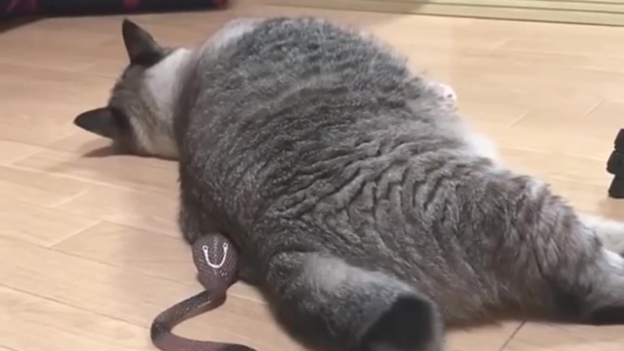 Funny video