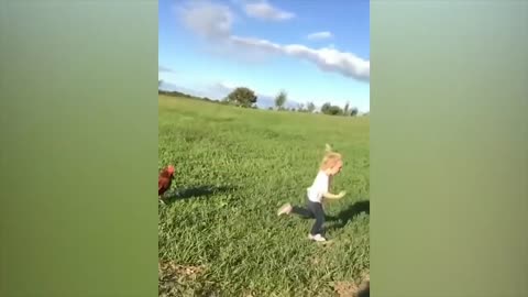 Funny chase by chicken