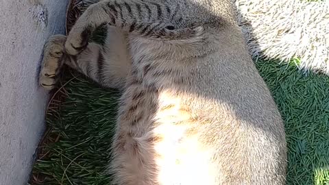 A cat enjoying afternoon nap in the sun