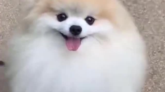 Cute Little Dog