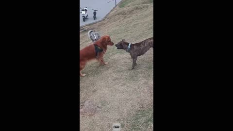 Funny Animal Videos: Funniest Cats & Dogs – Can't Stop Laughing Part 3