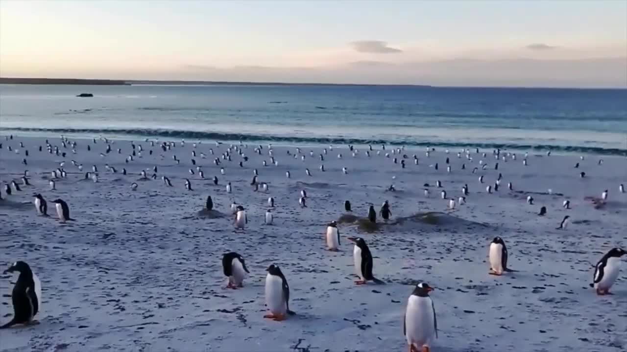 Penguins in Falkland Islands