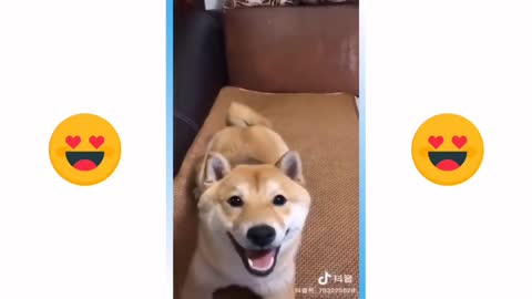 cute dog and cat playing and enjoying