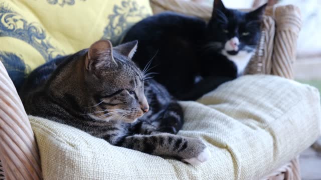 Two Cats Lying on a Sofa--FH