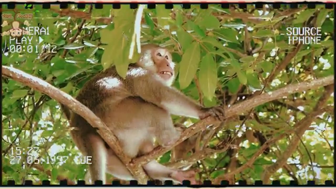 Animal footage -monkey beautiful sence/!! Viral monkey video