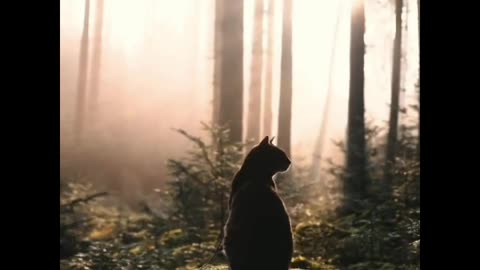 very cute cat