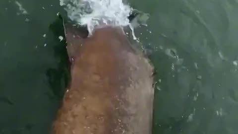 Man Saves Giant Grouper