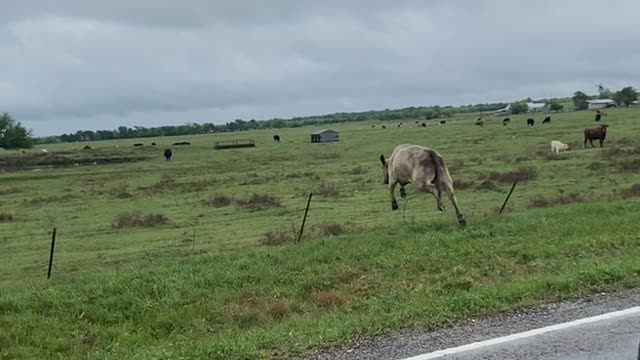 Loose Cow Leaps Back Into Field After Loudspeaker Request