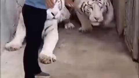 Tiger trainer training tiger