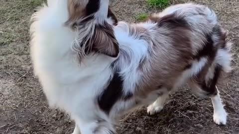 Cute Dog Video