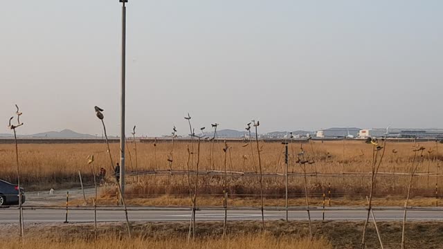 Asiana Jumbo Airlines Landing