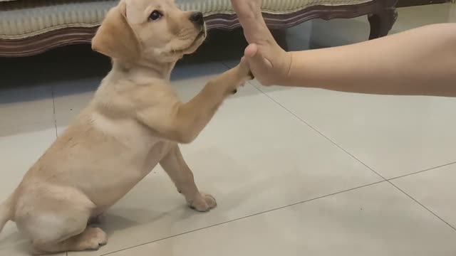 Labrador puppy training