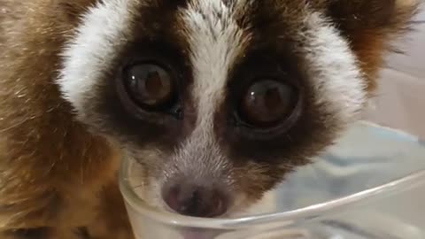 Slow loris (kukang)cute and adorable primates