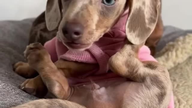 The cutest sausagedog puppy we’ve seen