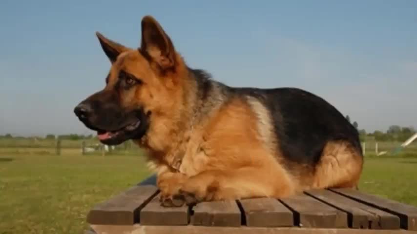 Most popular garman Shepherd DOG