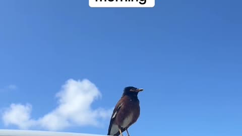 What In The Hunger Games Girls Come Across A Bird That Landed on her car