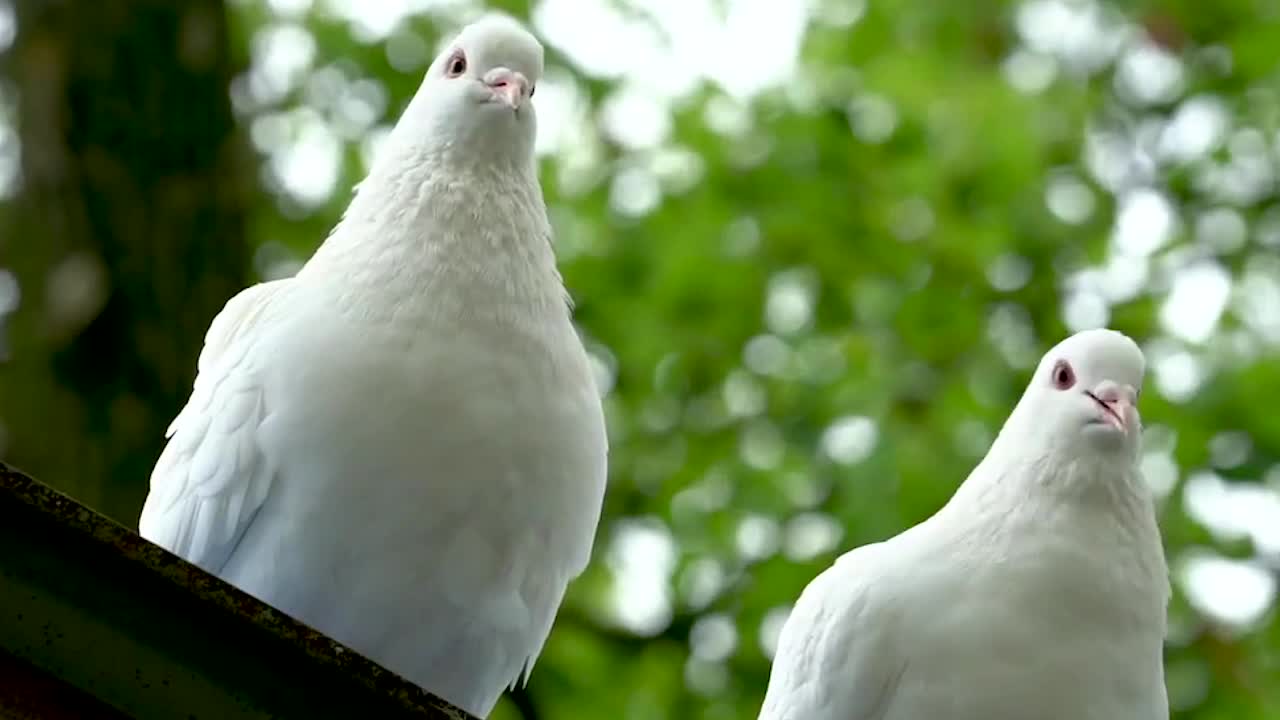 funny animals