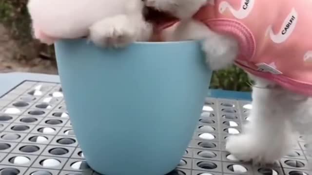 adorable pomeranian puppy funny cute dog _ Tik tok pets