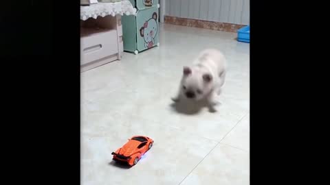 A pug's playful attention for toy car turns into fear after it transforms itself