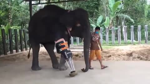 Prosthetic leg for the Gentle Giant