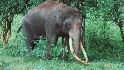 Kabini Wildlife Safari: Wildlife Encounters in Kabini, Karnataka, India (September 2023)