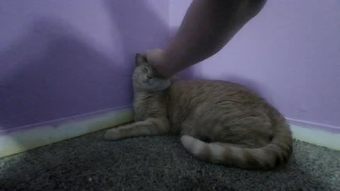 How to get a sleepy Beefy