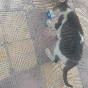 Street cats are more orderly, cooperative, and sibling