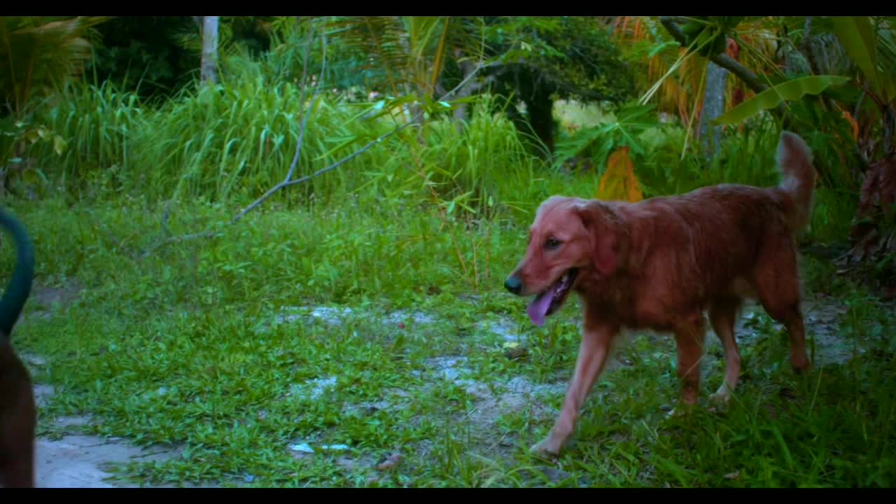 Brilliant friendship in the rain of two dogs