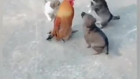 Chiken_VS_Dog_Fight_Funny__(Parte 7)