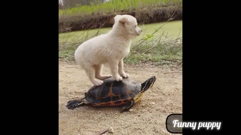 Funny Animals Videos