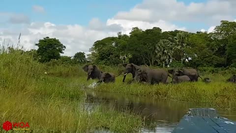 ELEPHANT SAVED BABY FROM CROCODILE