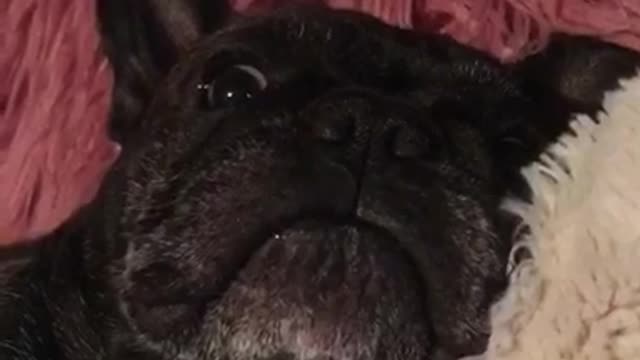 Petting neck of black pug on pink blanket