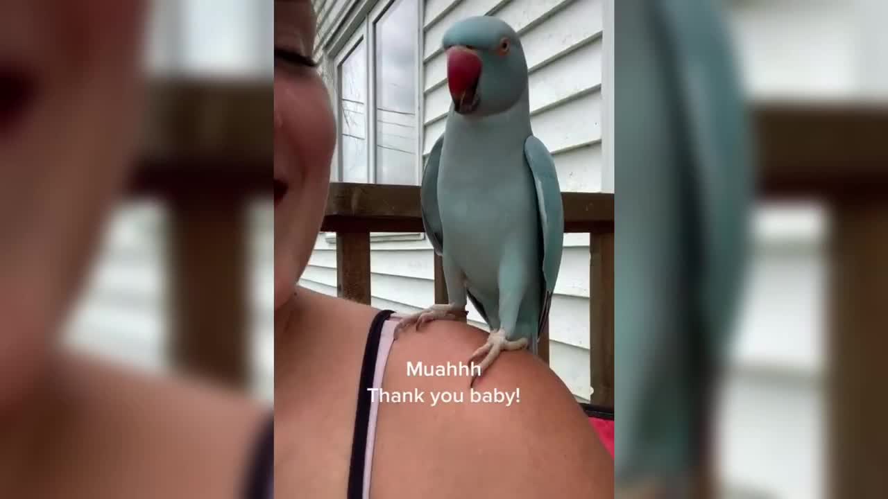 clever parrot