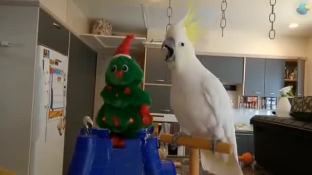 very funny dancing cockatiel 😂